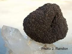 truffe de bourgogne