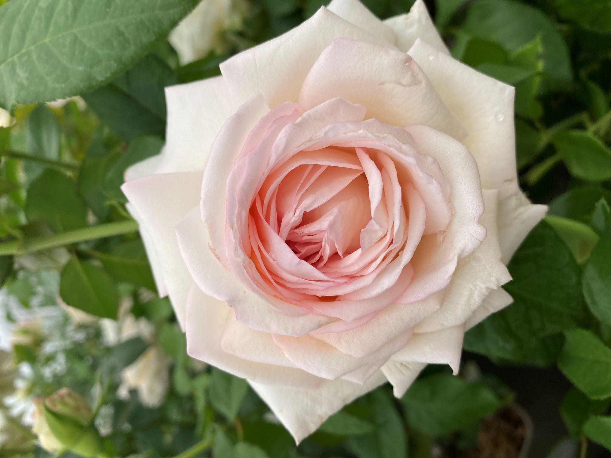 la belle issoise 1