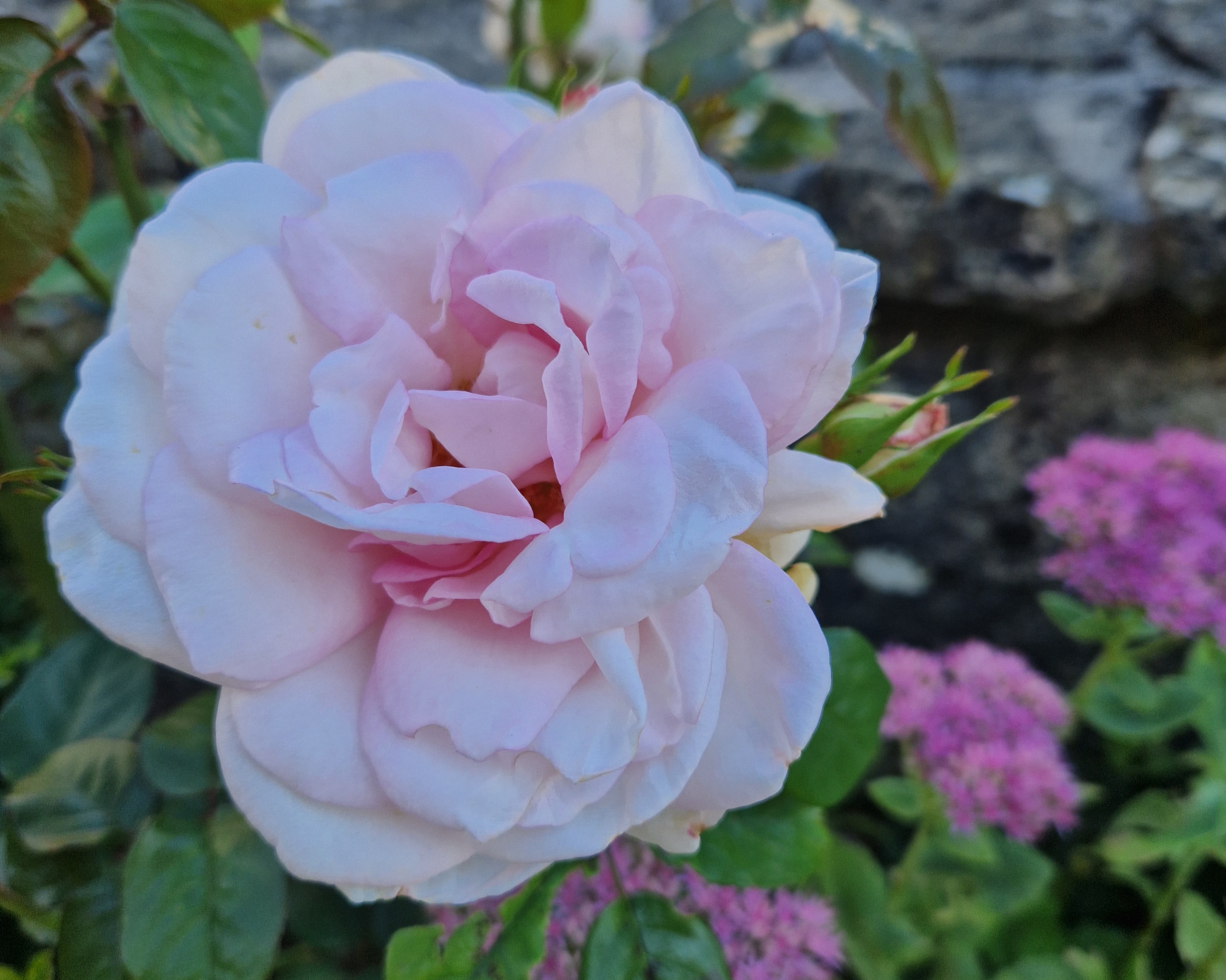 la belle issoise 1
