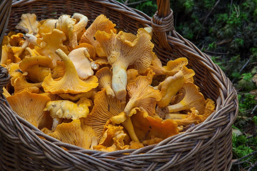 fec552b518aa-fungus-1194380_1920