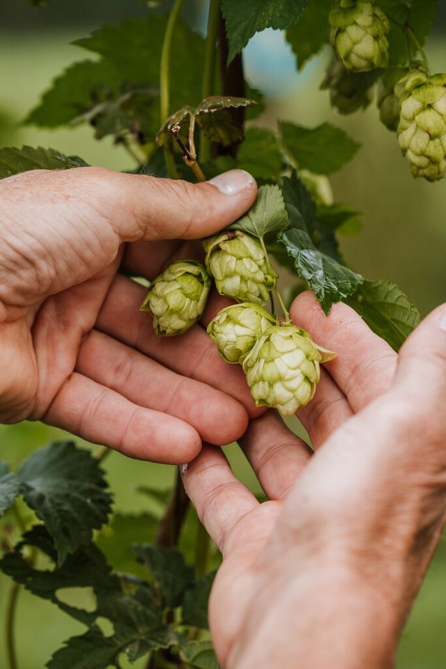 houblon